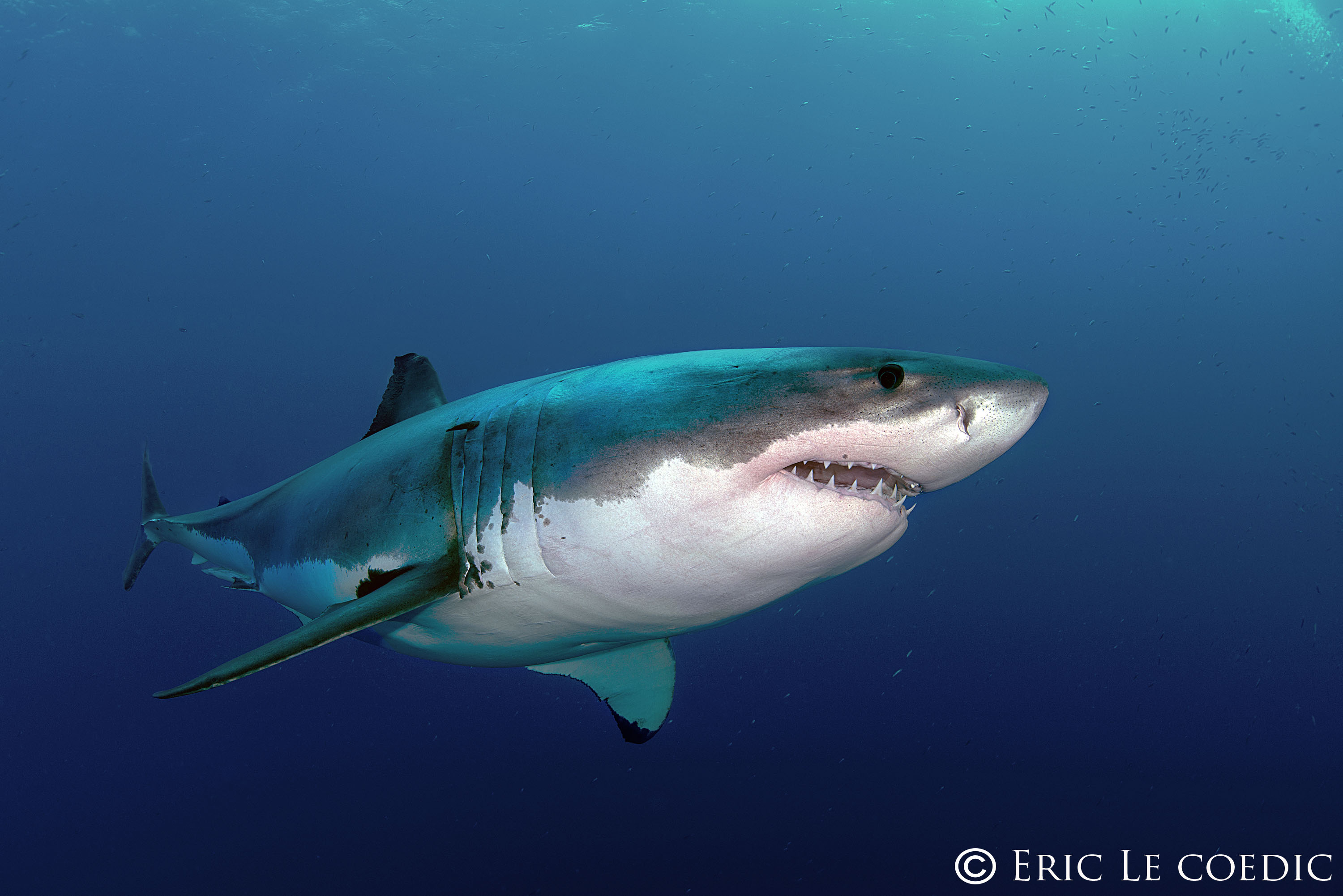 Un rétro pour le requin blanc Rose cantonm fr